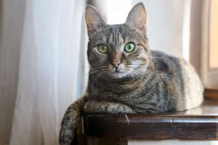 Close up portrait of tabby color cat with green eyes looking right to the camera, sitting on a windowsill. Light background, copy space.の写真素材