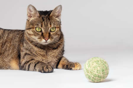 Funny short haired cat of tabby color lying down on the floor with toy ball. Playful kitten at home, white background, copy space.の写真素材