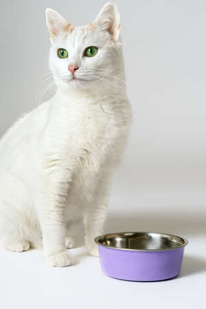 Snowy white cat with green eyes sits close to lilac bowl, standing on the floor. Empty background,...