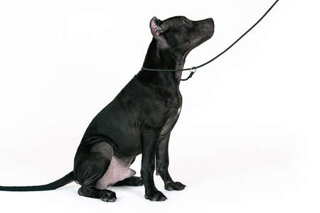Young black American Pitbull Terrier dog, sitting on white background with narrow leash looks at owner or trainer. Close-up portrait of puppy with old fashioned ears cut. Teaching moment, copy space.の写真素材