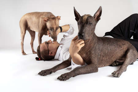 Young male in formal shirt lying down on white floor background, pets two dogs without hair. Mexican Hairless Dog, or Xoloitzcuintle, exotic unusual breed. Copy space.の写真素材