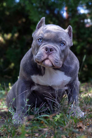 Cute little puppy of American Bully breed, with serious face expression, lilac blue color, white spot on the chest, blue eyes. Exotic new breed, outdoor, copy space.の写真素材