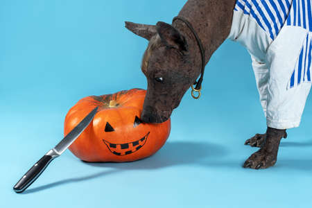 Halloween pumpkin with drawing Jack-o-lantern face and kitchen knife prepared for cutting. Mexican...
