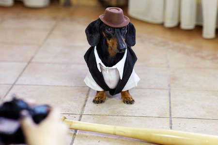 Sweet black and tan Duchshund dog wearing black tuxedo and brown hat stands in front of baseball bat posing for photo shooting. Clever and attentive look. Copy space.の写真素材