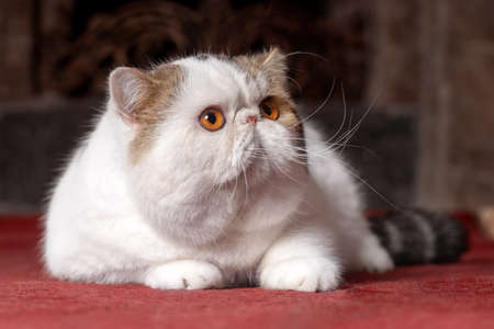 Big and funny snowy white oriental extreme cat with vibrant yellow eyes lying down on red carpet. Beautiful pet of high breeding. Copy space, dark background.の写真素材