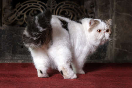 Big and funny snowy white oriental extreme cat with vibrant yellow eyes stands on red carpet in front of home fireplace, turning from his back to the camera. Beautiful pet of high breeding. Copy space, dark background.の写真素材