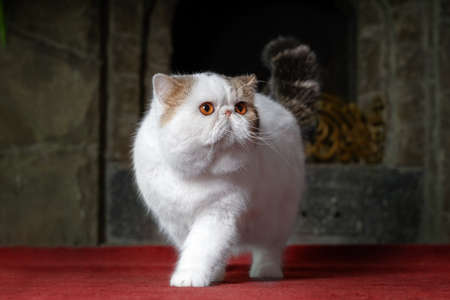 Big and funny snowy white oriental extreme cat with vibrant yellow eyes on red carpet in front of home fireplace. Beautiful pet of high breeding. Copy space, dark background.の写真素材