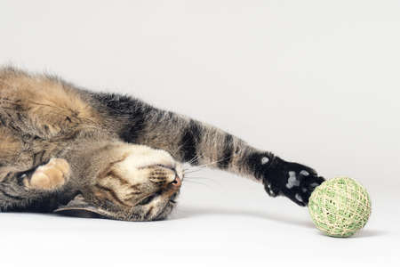 Home cat of tabby color plays with kneat toy ball lying down on white background. Playful kitten, copy space.の写真素材