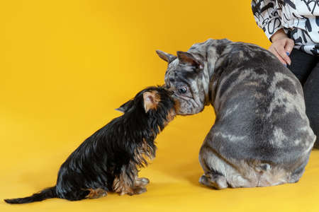 Communication of two dogs, French Bulldog of unusual gray merle spotted color and Yorkshire Terrier puppy under control of owner. Vibrant yellow background. copyspace.の写真素材