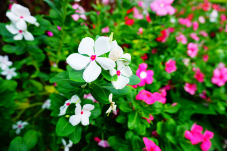 Colorful flowers