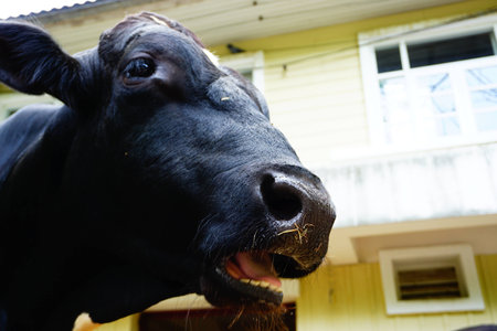 Screaming cowの写真素材