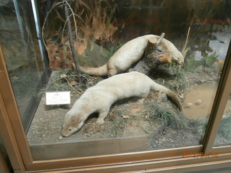 the wild nature of Sakhalin and the Kuril Islandsのeditorial素材