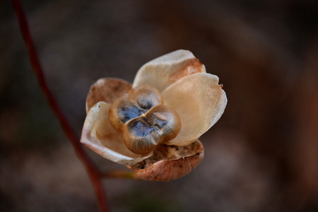 Brown Seed Flower