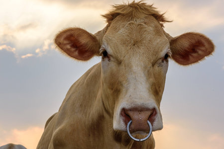 Beef Cattle And Sky.の写真素材