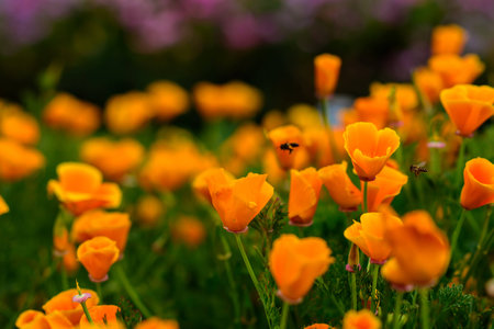 Honey Bee Collecting Pollen From Yellow Poppiesの写真素材