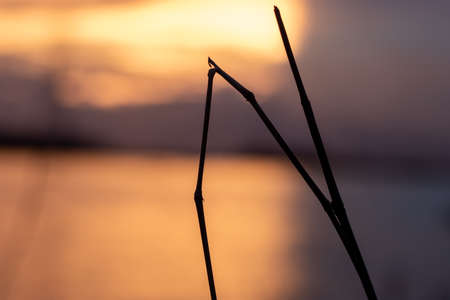 Dark tiny tree broken tree branch in front of blurry sunset skyの写真素材