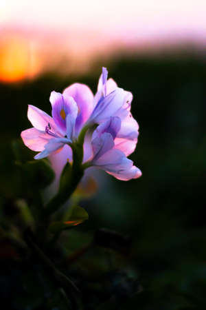 Water hyacinth flower close up macro soft focus shot