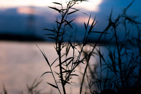 Dark grasses in front of blurry blue sky beside the river