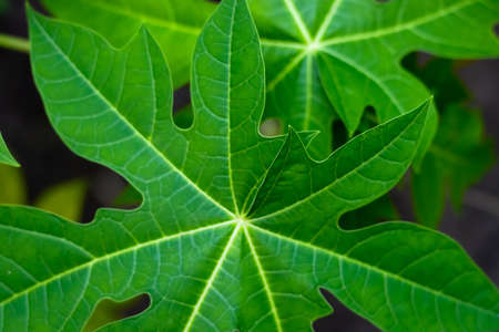 papaya leaves close up backgroundの写真素材