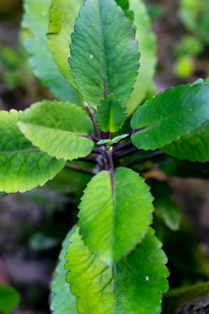 Fresh gree Kalanchoe pinnata tree close up background