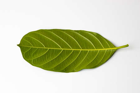 Isolated green jackfruit leaf isolated on white background