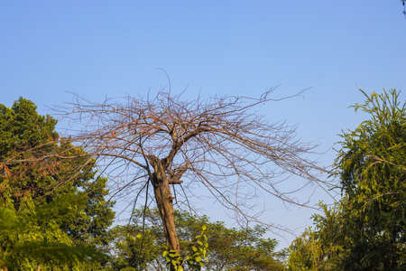 Dry dead tree inside a green forest