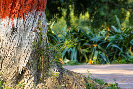 Tree roots with newborn buds inside a forestの写真素材
