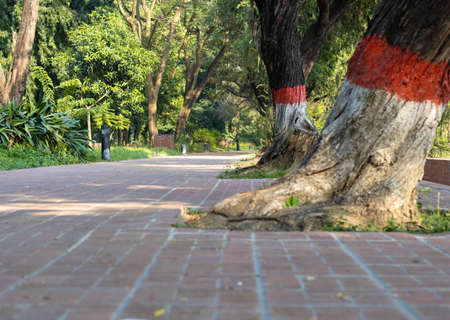 People walkway inside the park with treesの写真素材
