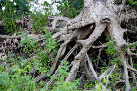 Soilless open tree roots in the jungle close up shot