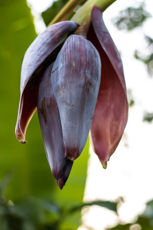 Blooming red banana flower close up shot in the banana gardenの写真素材