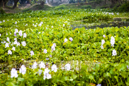 A pond of beautiful water hyacinth with bloomed flower