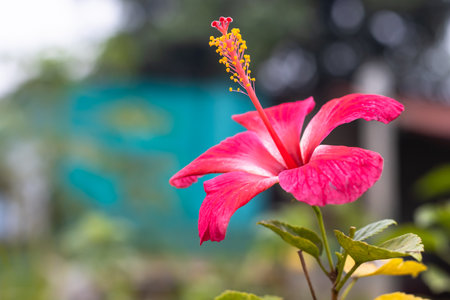 Bloomed red Hibiscus flower inside the home garden in Bangladeshの写真素材