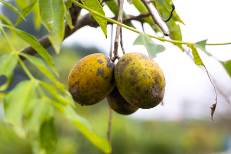 Delicious colorful ripe Hog plum or Spondias mombin hanging on the treeの写真素材