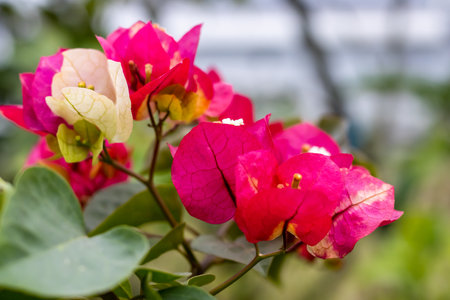 Colorful Bougainvillea branch with flower and leaves in the gardenの写真素材