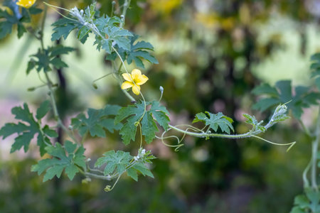 Green bitter melon branches growing inside the agriculture farmの写真素材