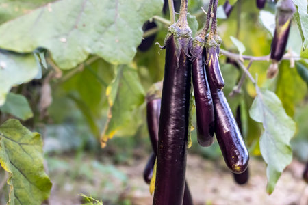Long purple aubergine or eggplant vegetable growing in the agriculture farmの写真素材