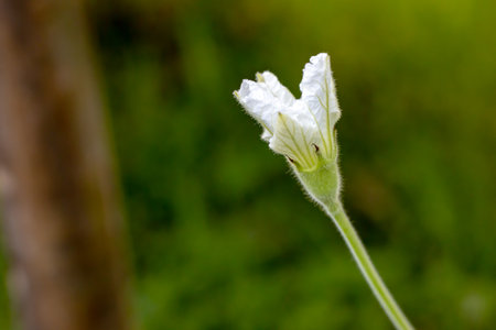 Beautiful close view of white bottle gourd flower