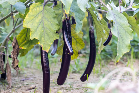 Hanging fresh organic black long eggplant inside the agriculture farmの写真素材