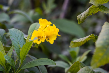 Blooms of yellow flowers with green leaves in the botanical gardenの写真素材