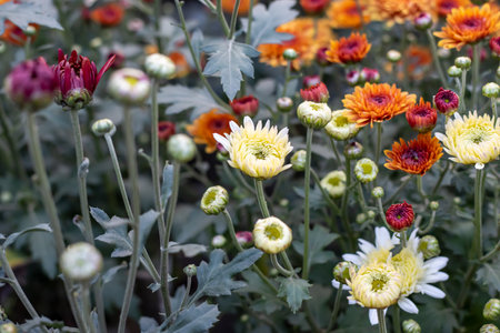 Colorful white and red orange chrysanthemum flowersin the gardenの写真素材