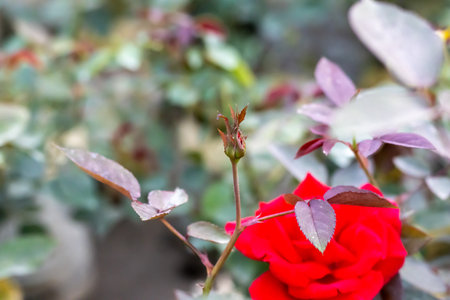 Close view of rose buds with new leaves in the gardenの写真素材