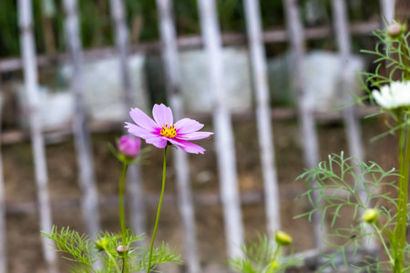 Bloomed Pink Garden Cosmos flower with green leaves inside the home gardenの写真素材