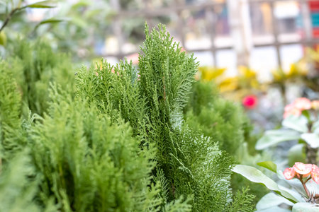 Close view of decorative green Thuja tree in the home garden