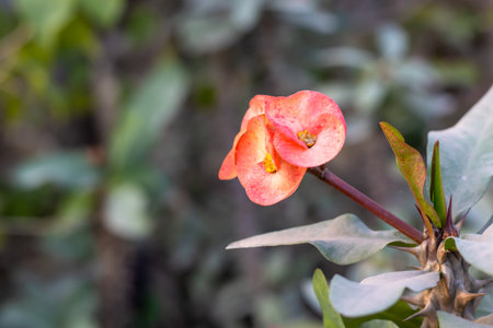 Crown of thorns bloomed colorful flowers close view in the garden