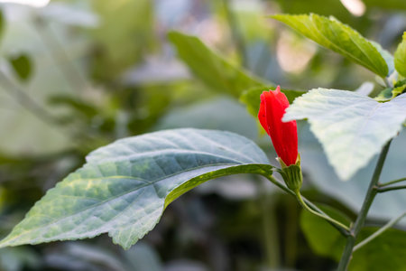 Jaba flower or Red Hibiscus flower buds waiting for blooming in the garden on beautiful green soft background with leavesの写真素材