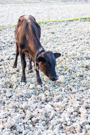 Close up look of young newborn reddish calf standing on the dug groundの写真素材