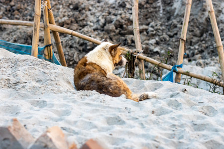 An unhealthy street dog sitting on a sand landの写真素材