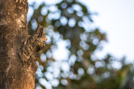 Tree knot close up shot with bokeh backgroundの写真素材