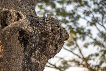 Bark on a tree or Tree knot close up texture with bokeh backgroundの写真素材