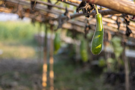 Green bottle gourd close up shot in a bamboo loftの写真素材